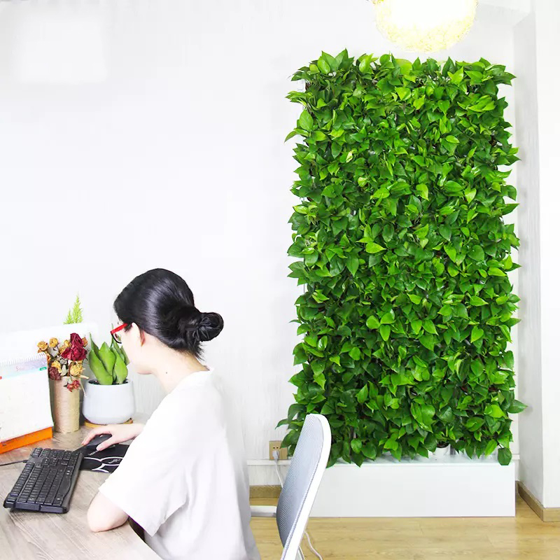 Hydroponic Kit - Hydroponiczny zestaw do uprawy roślin w